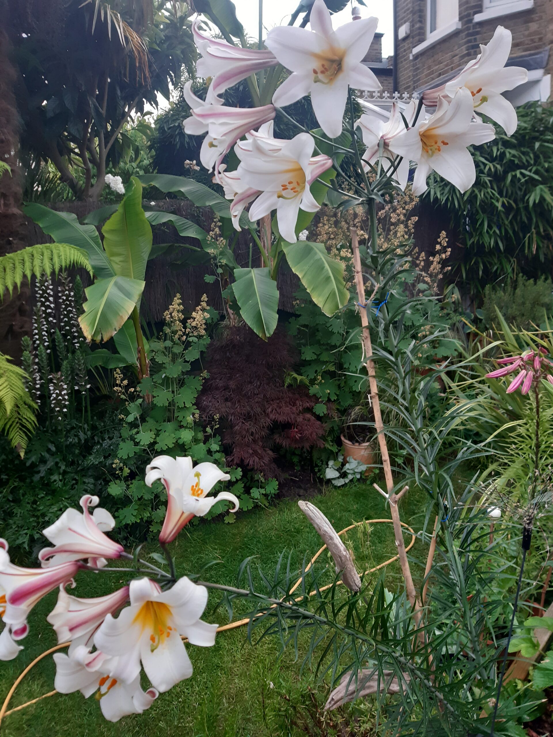 A tall white lily growing in a town garden, with grass and a flower border in the background.